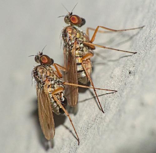 Medetera sp.